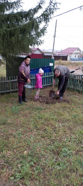 Посадка саженцев кедра